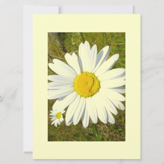 White Daisy Kaart (Voorkant)