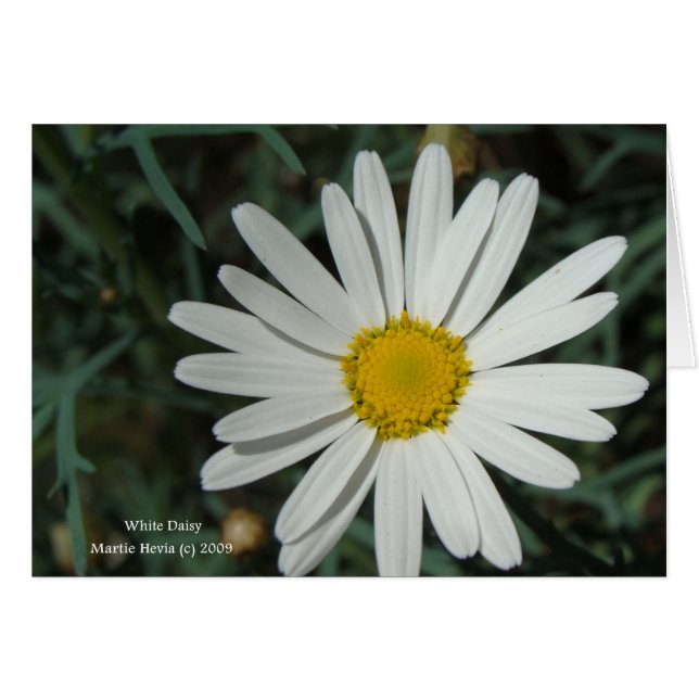 White Daisy Kaart (Voorkant Horizontaal)