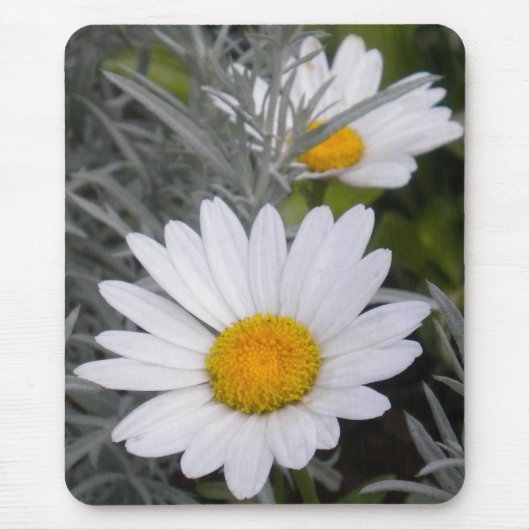 White Daisy Muismat (Voorkant)