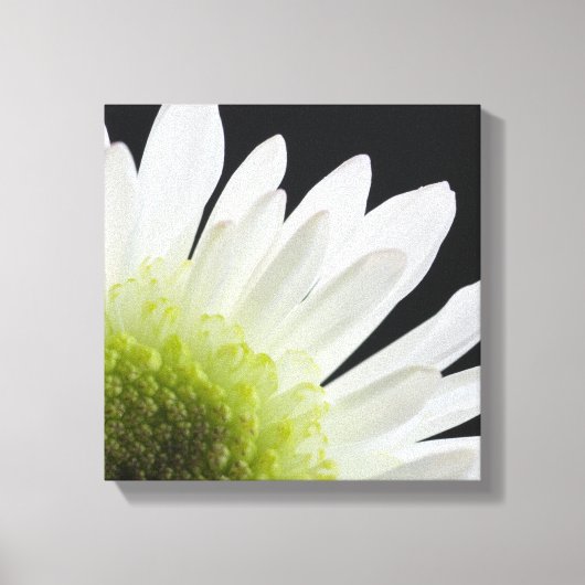 White Daisy on Black Canvas Afdruk (Voorkant)