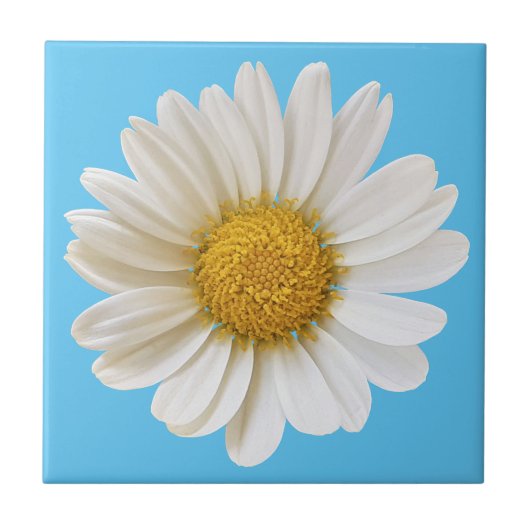 White Daisy on Sky Blue Background Tegeltje (Voorkant)