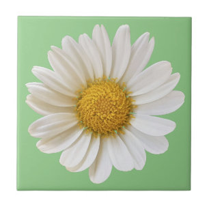 White Daisy over Sage Green Background Tegeltje