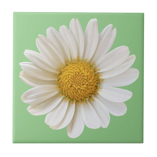 White Daisy over Sage Green Background Tegeltje (Voorkant)