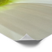 White Daisy Petals Poster (Hoek)