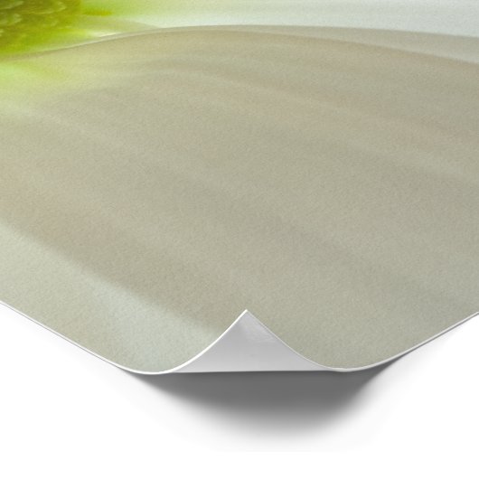 White Daisy Petals Poster (Hoek)