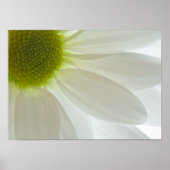 White Daisy Petals Poster (Voorkant)