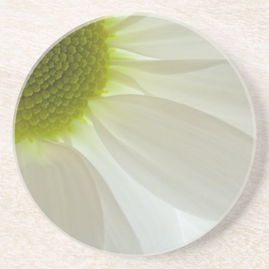 White Daisy Petals Zandsteen Onderzetter (Voorkant)