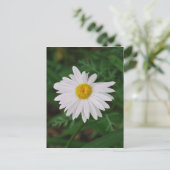 White Daisy Post Kaart Wild Flower (Staand voorkant)