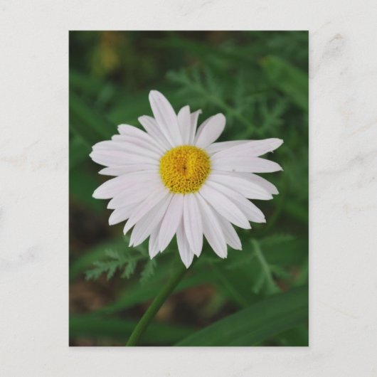White Daisy Post Kaart Wild Flower (Voorkant)