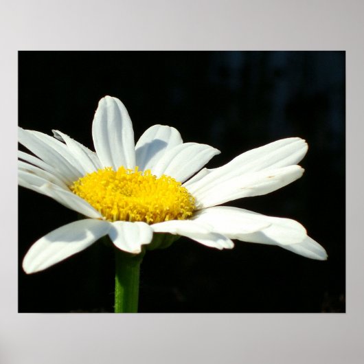 White Daisy Poster (Voorkant)