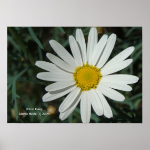 White Daisy Print - Selecteer je Lijst
