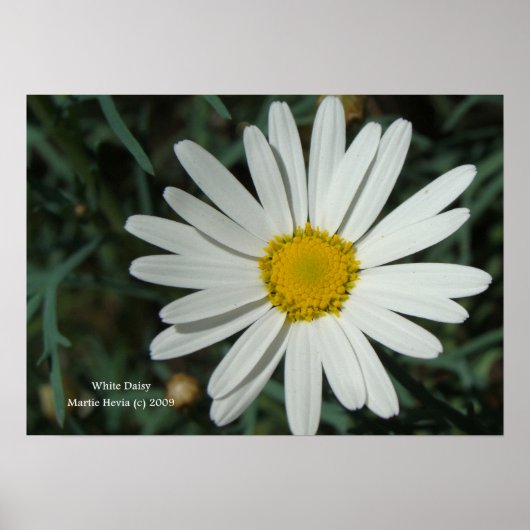White Daisy Print - Selecteer je Lijst (Voorkant)