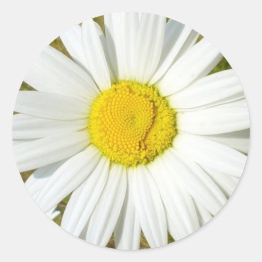 White Daisy Ronde Sticker (Voorkant)