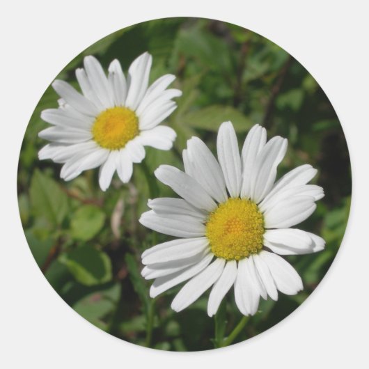 White Daisy Ronde Sticker (Voorkant)