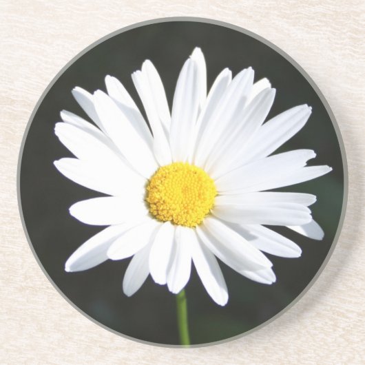 White Daisy Sandstone Onderzetter (Voorkant)