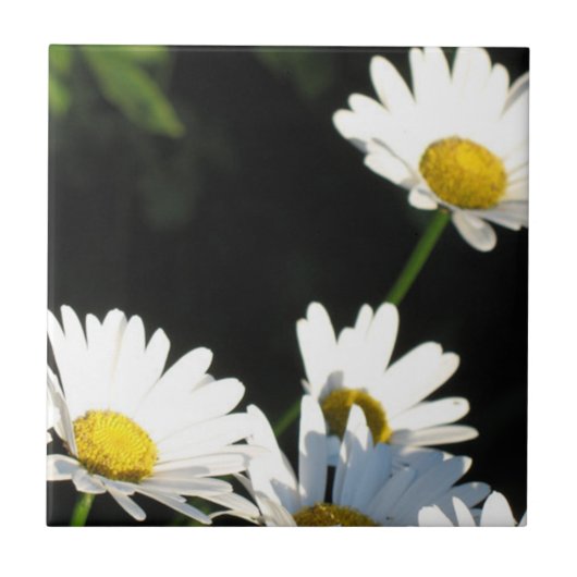 White Daisy Tegeltje (Voorkant)
