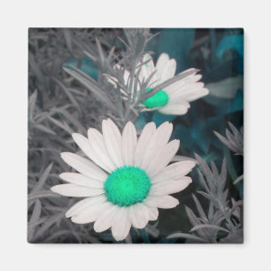 White Daisy (w Green) magnet