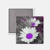 White Daisy (w Paars) magnet (Voorkant / Achterkant)