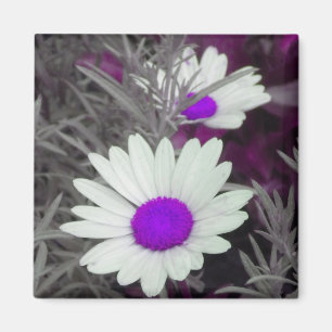 White Daisy (w Paars) magnet