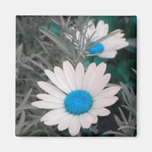 White Daisy (w/Turquoise) Magnet (Voorkant)