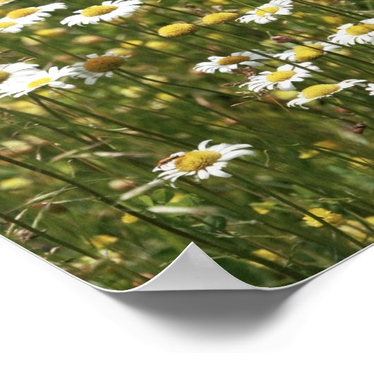 White Daisy Wildbloemen Poster (Hoek)