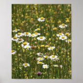 White Daisy Wildbloemen Poster (Voorkant)