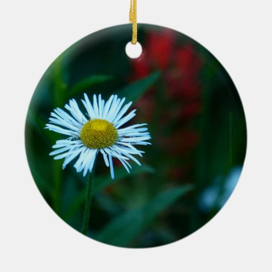 White Daisy Wildflower Kerstannament, Round Keramisch Ornament (Achterkant)