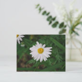 White Daisy Wildflower Post Kaart (Staand voorkant)