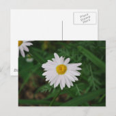 White Daisy Wildflower Post Kaart (Voorkant / Achterkant)