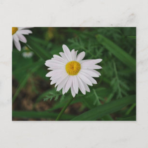 White Daisy Wildflower Post Kaart
