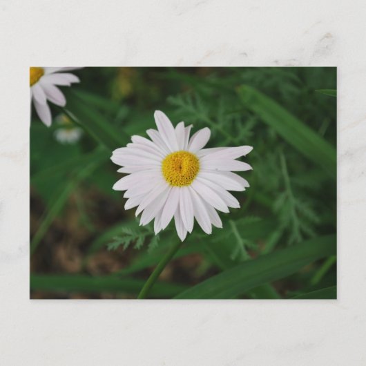 White Daisy Wildflower Post Kaart (Voorkant)