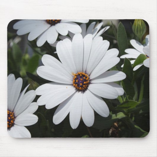 White Daisy's in Bloom Muismat (Voorkant)