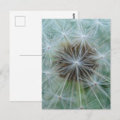 White Dandelion Briefkaart (Voorkant / Achterkant)