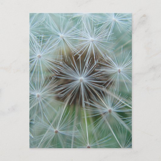 White Dandelion Briefkaart (Voorkant)