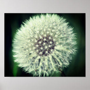 White Dandelion Fluff Sluiten Poster
