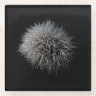 White Dandelion Glass Onderzetter