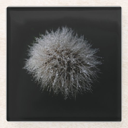 White Dandelion Glass Onderzetter Glazen Onderzetter (Voorkant)