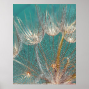 White dandelion in close-up fotografie poster