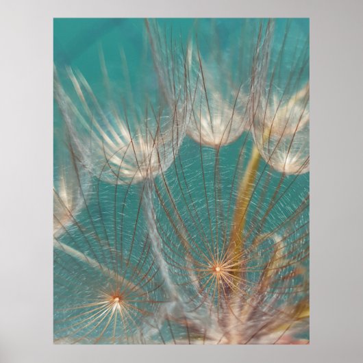 White dandelion in close-up fotografie poster (Voorkant)