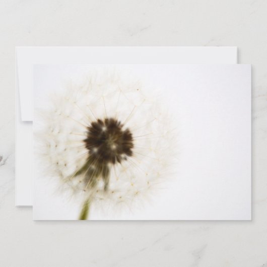 White Dandelion Wedding Invitation Kaart (Achterkant)