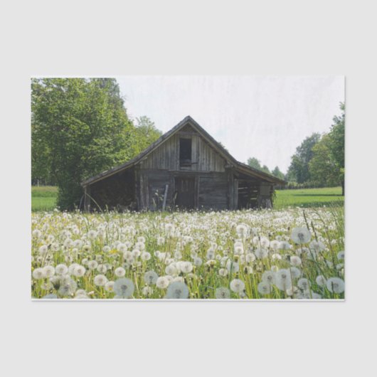 White Dandelions Support a Tired-look Barn Tissuepapier (Voorkant)
