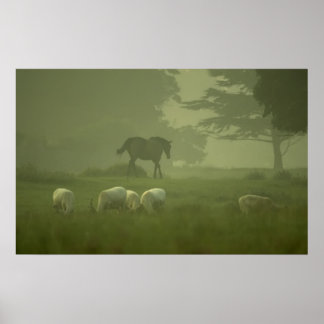 White Deer van Mallow Poster