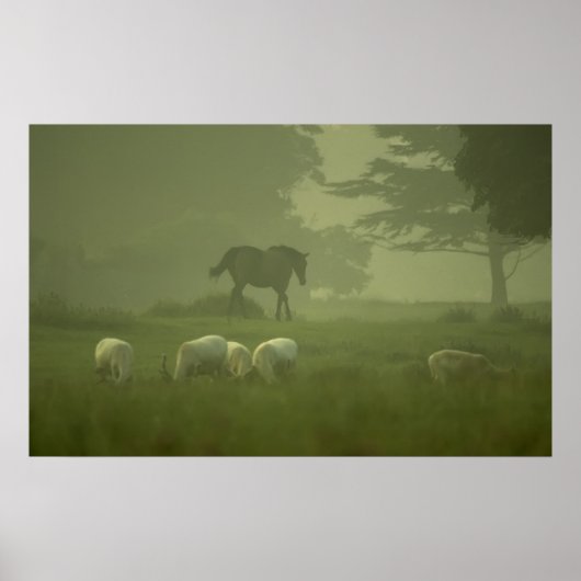 White Deer van Mallow Poster (Voorkant)