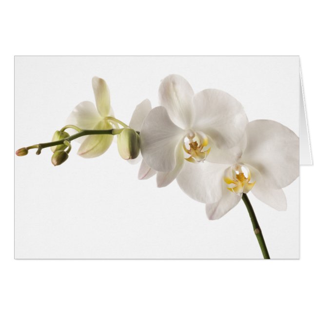 White Dendrobium Orchid Flower Spray Floral Blank (Voorkant Horizontaal)