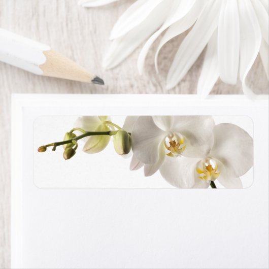 White Dendrobium Orchid Flower Spray Floral Blank Etiket (Insitu)