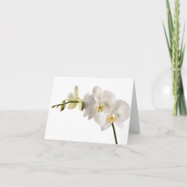 White Dendrobium Orchid Flower Spray Floral Blank Kaart