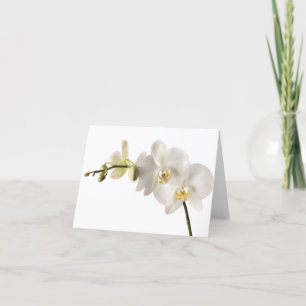 White Dendrobium Orchid Flower Spray Floral Blank Kaart