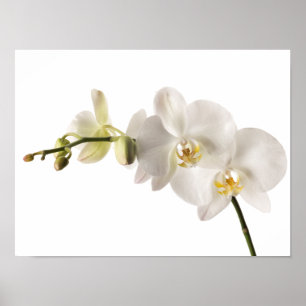 White Dendrobium Orchid Flower Spray Floral Blank Poster