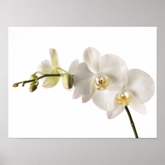 White Dendrobium Orchid Flower Spray Floral Blank Poster (Voorkant)