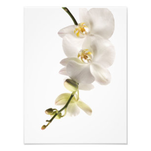 White Dendrobium Orchid Flower Spray Floral Foto Afdruk